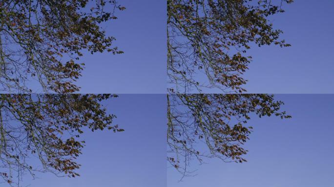 乡间的树枝与湛蓝的天空形成鲜明的对比
