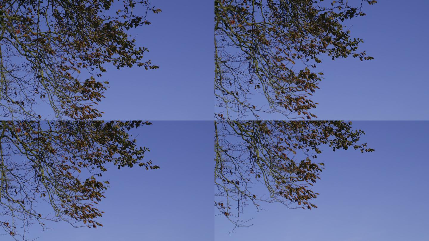 乡间的树枝与湛蓝的天空形成鲜明的对比