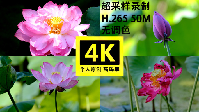 夏天荷花莲花实拍4K超采样录制高画质保证