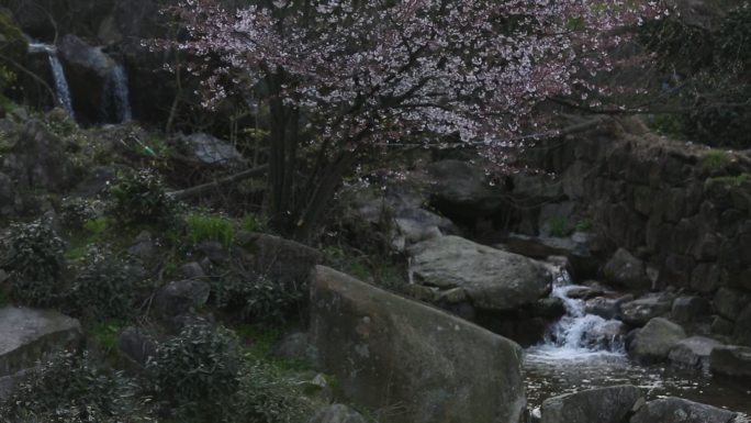 春天清澈溪水野樱花盛开唯美风景优美安静