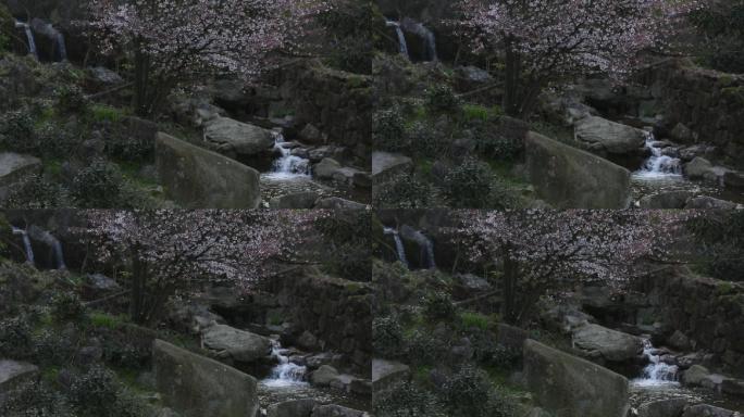春天清澈溪水野樱花盛开唯美风景优美安静