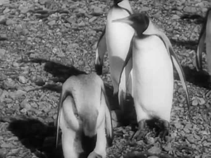 19世纪20年代南极帝企鹅