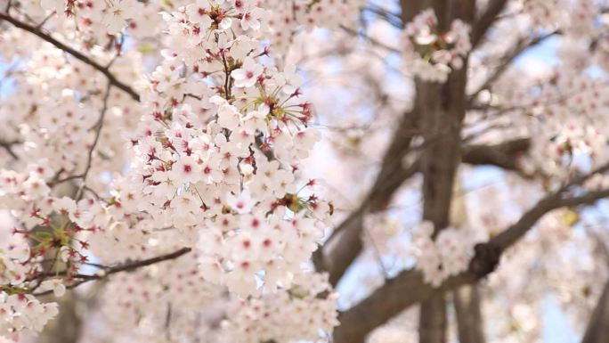 大学校园、樱花季节、樱花飘落