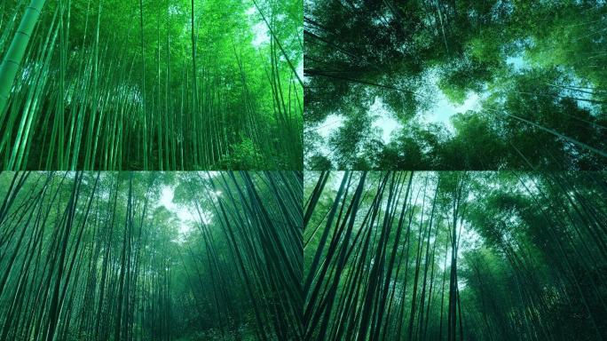 竹林 竹子 绿竹 绿色自然 禅意 竹