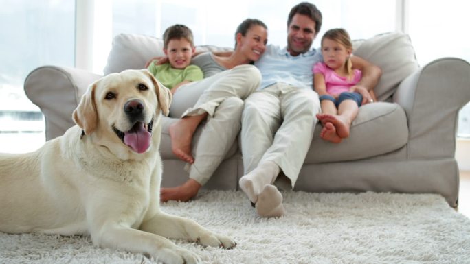 可爱的一家人一起在沙发上放松，他们的狗在客厅的地毯上
