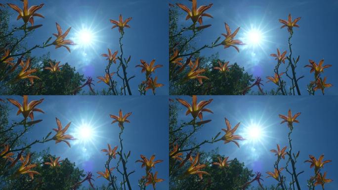 【4K素材】烈日下的花朵