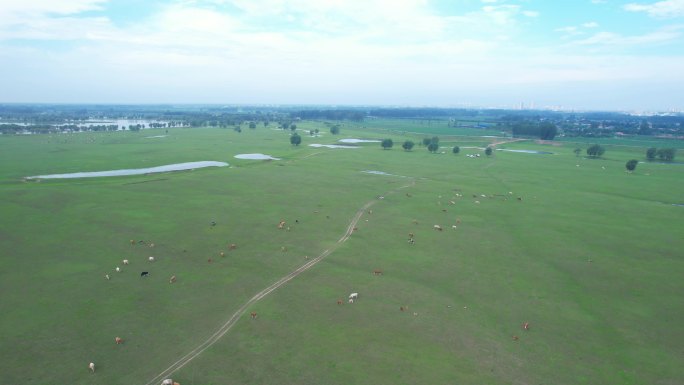 青青草原和牛牛