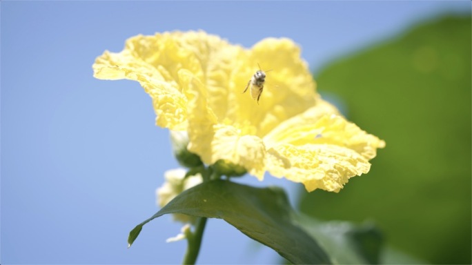 丝瓜花丝瓜丝瓜园实拍素材