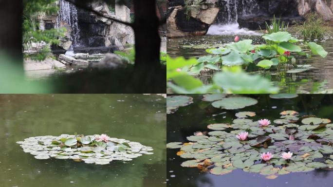 池塘荷花 空境 意像镜头  中国风空境