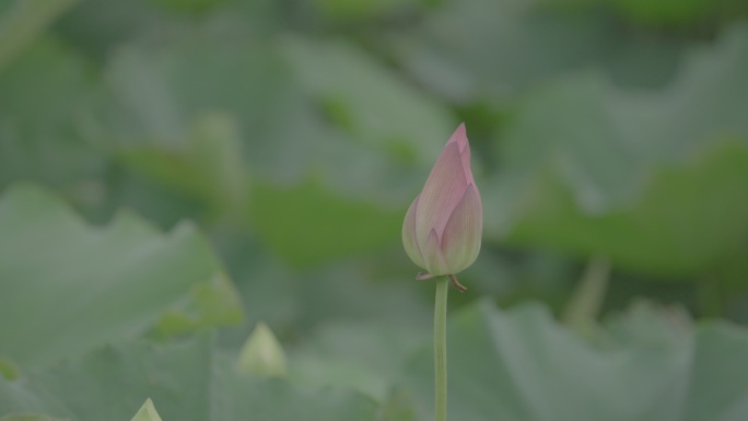 一枝荷花苞