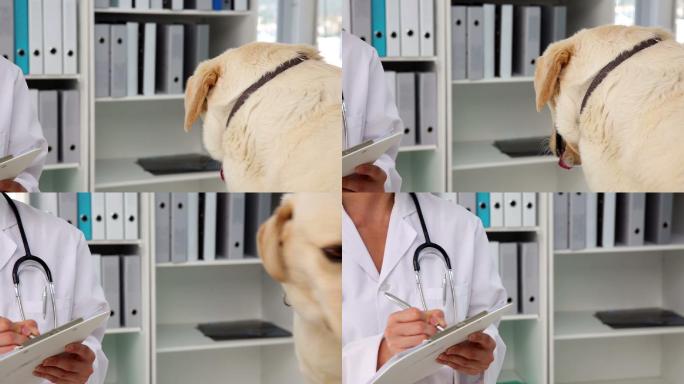 兽医在她的办公室里检查一只黄色拉布拉多犬