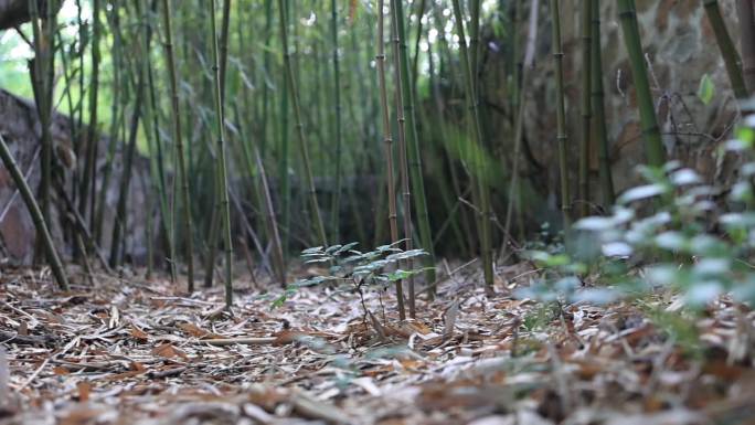 北京植物园  植物特写 意向镜头