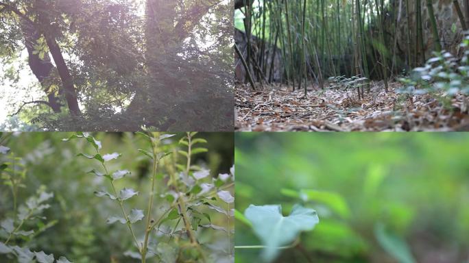 北京植物园  植物特写 意向镜头