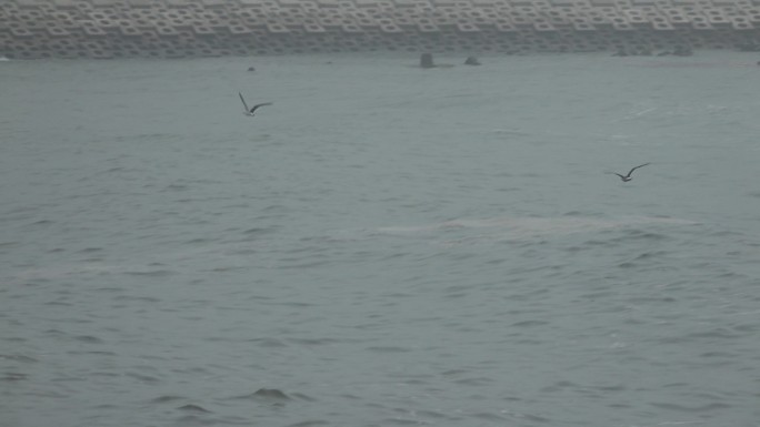 hdr4k视频素材 掠过浪花的海鸥
