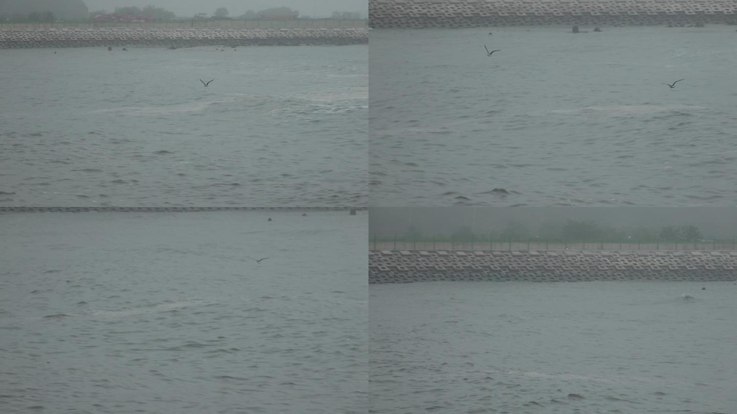 hdr4k视频素材 掠过浪花的海鸥