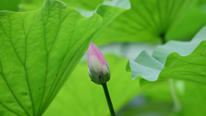 花苞