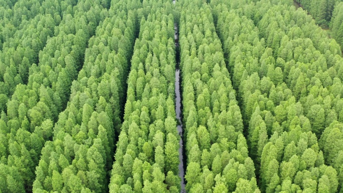 江苏金湖水上森林航拍