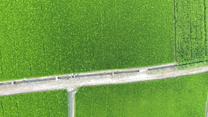 航拍中国大型粮食种植地大片农田