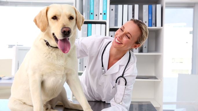 兽医在她的办公室里检查一只黄色拉布拉多犬