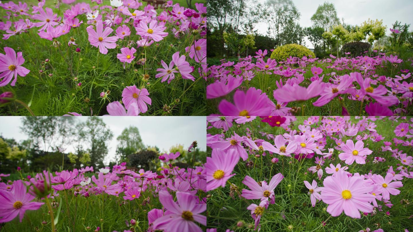 一组太阳花-鲜花特写