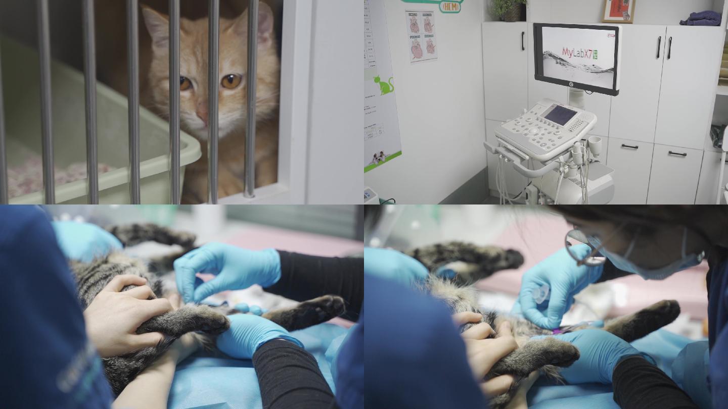 宠物医院治疗猫