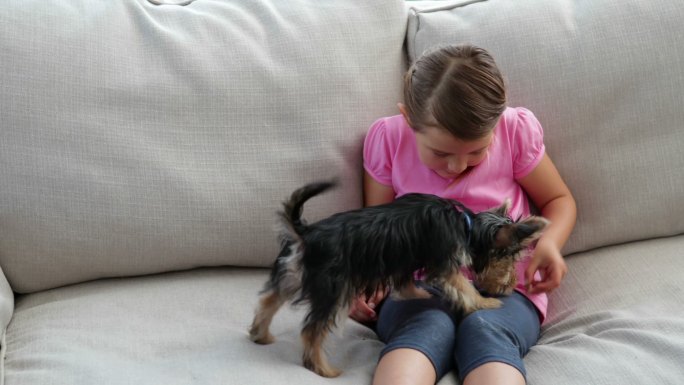 可爱的小女孩在客厅里和约克夏小狗玩耍