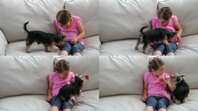 可爱的小女孩在客厅里和约克夏小狗玩耍
