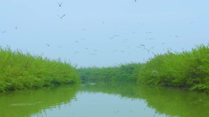 湿地白鹭飞翔