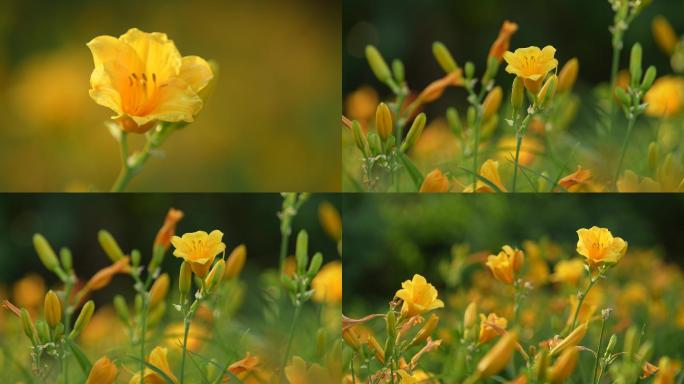 一朵小黄花-1