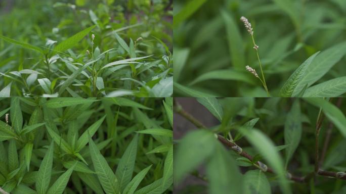 4K蓼子草 野生中草药