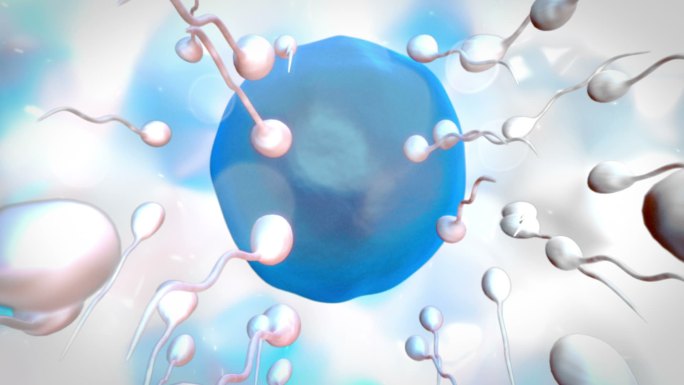 在白色和蓝色背景上，蓝色卵子被精子受精