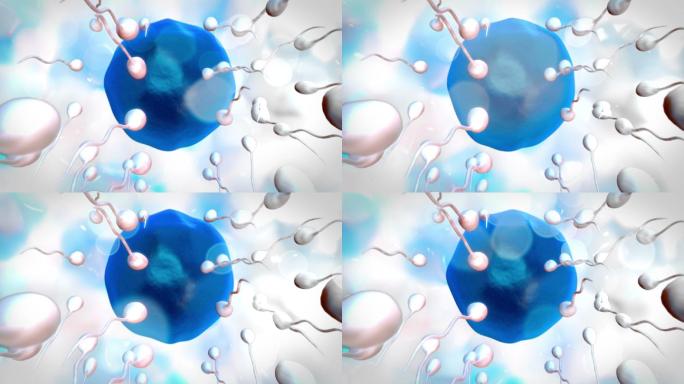 在白色和蓝色背景上，蓝色卵子被精子受精