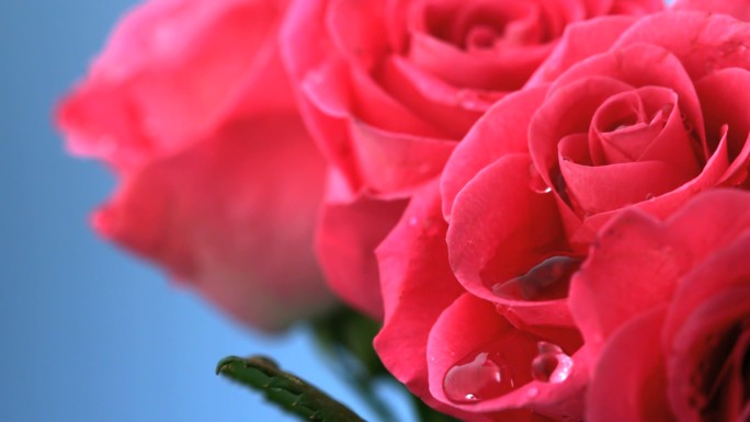粉色玫瑰特写鲜艳美丽鲜花盛开