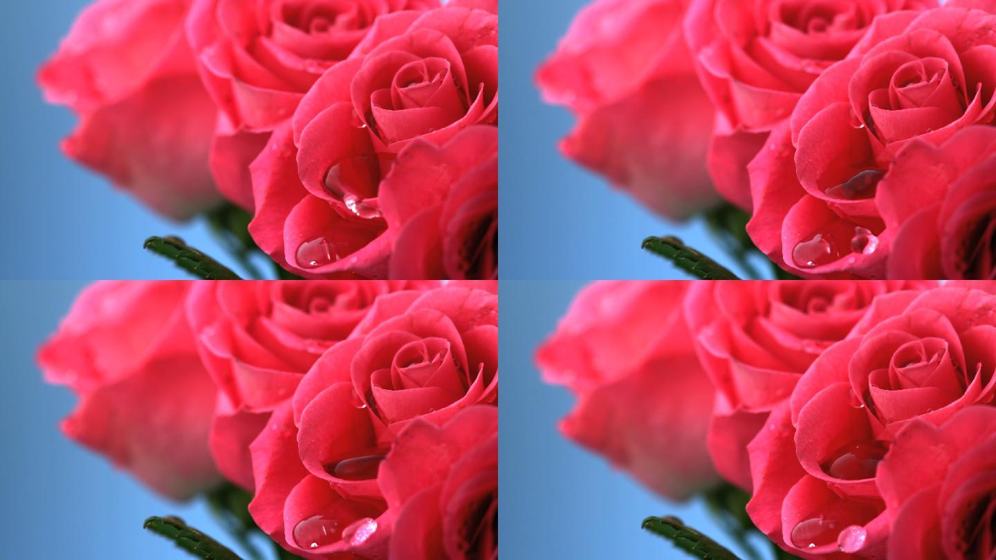 粉色玫瑰特写鲜艳美丽鲜花盛开