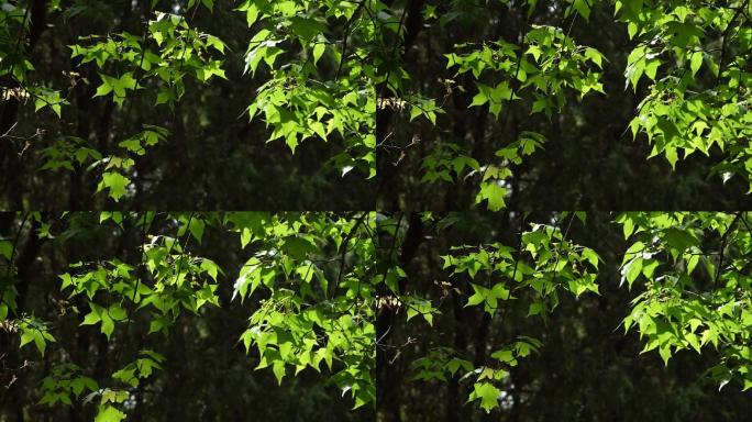 hdr4K视频素材 洒在枫树叶上的阳光