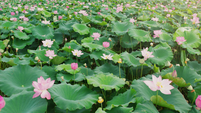 超长夏天荷花航拍舞台背景