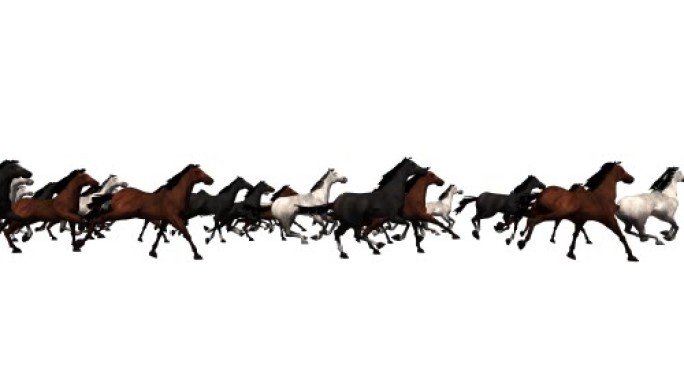 4k马  奔跑 奔腾 白马 黑马 棕色马