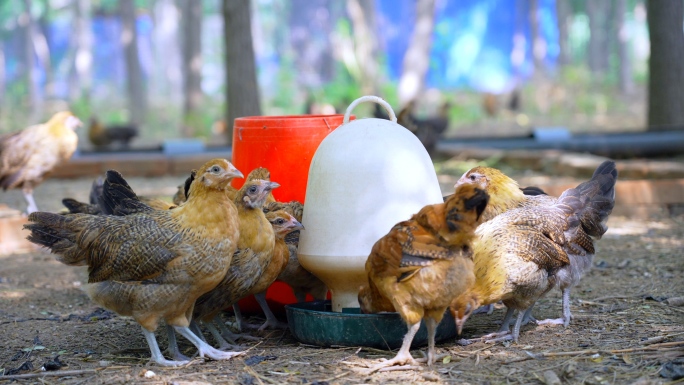 【4K】散养鸡 鸡出笼场面 跑步鸡