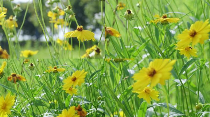 小波斯菊、金钱菊、孔雀菊