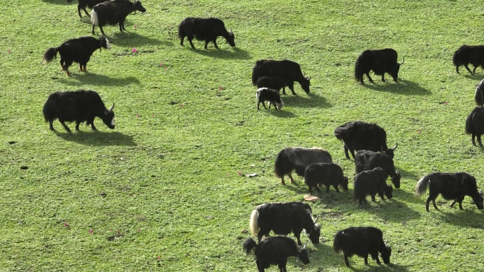 四川甘孜高山草原上成群牦牛在吃草