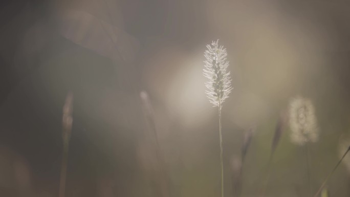 唯美田园自然背景