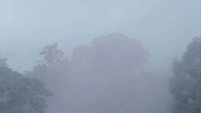 4K热带雨林云雾延时空镜