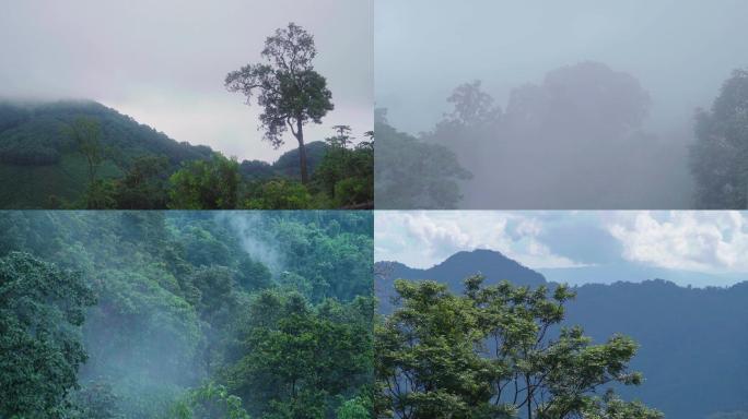 4K热带雨林云雾延时空镜
