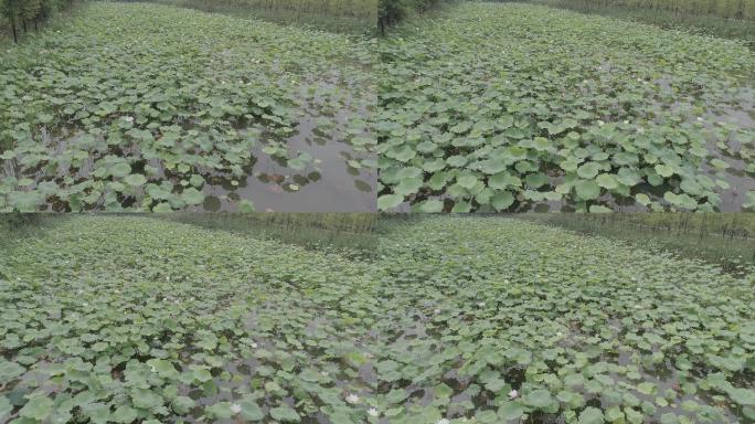 荆州沙市长湖湿地公园4K航拍