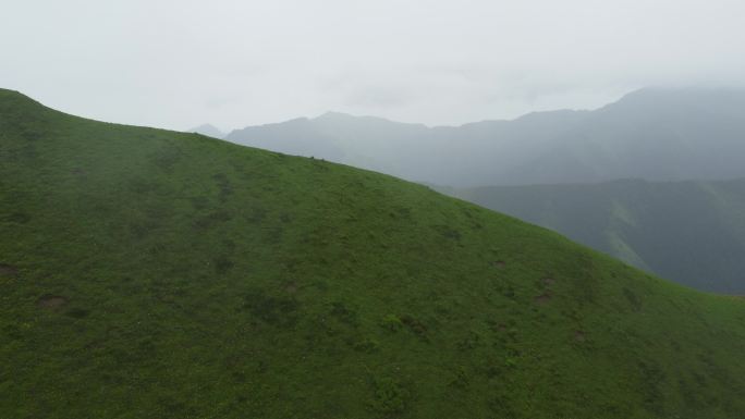 四川省阿坝州巴郎山熊猫王国之巅-山花