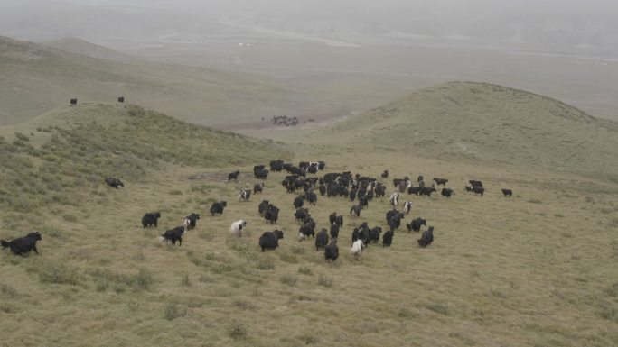 青海果洛牧场雪天牦牛群马群4K航拍未调色