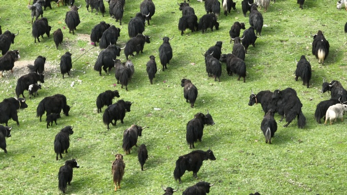 四川理塘草原上成群牦牛在吃草