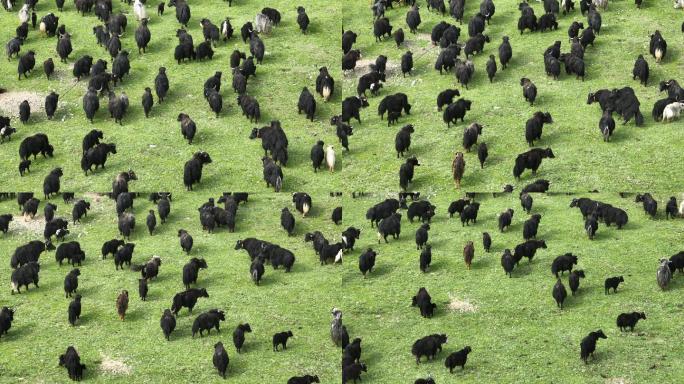 四川理塘草原上成群牦牛在吃草