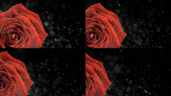 红色玫瑰花特写爱情花朵花卉