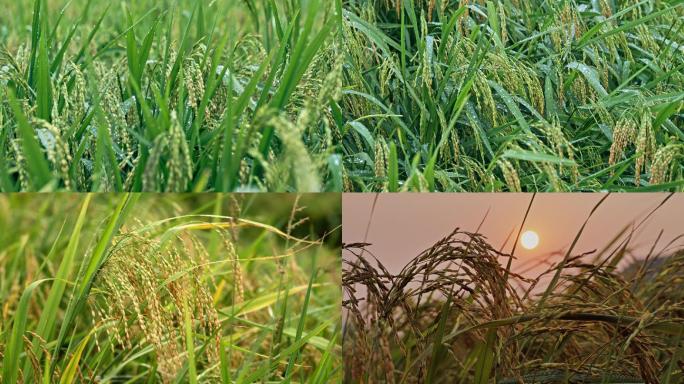 农业水稻生长